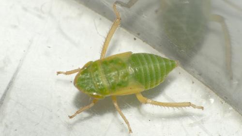 Réf. 324 847 : Aphrodes sp.